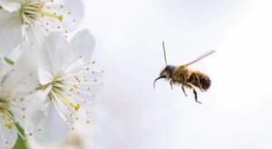 Mensch und Natur: die Bienenmedizin –Heilung für Körper, Geist und Seele @ Café Wildwuchs